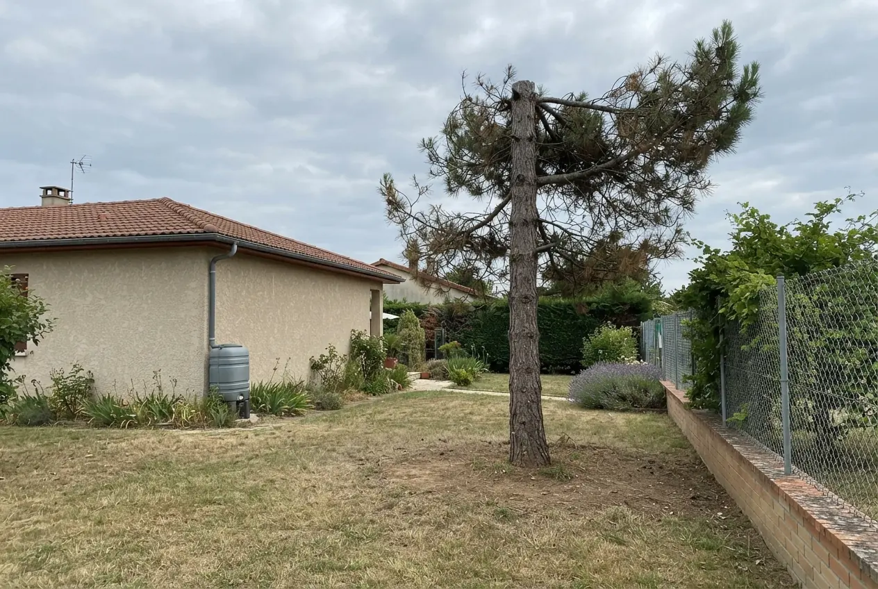 Pin incliné avant abattage contrôlé à Bourg-lès-Valence