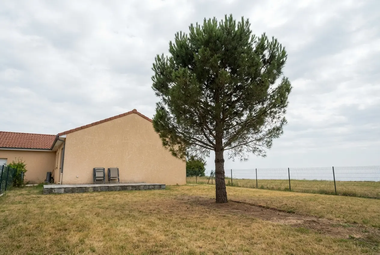 Pin incliné au-dessus d'une toiture avant abattage à Valence