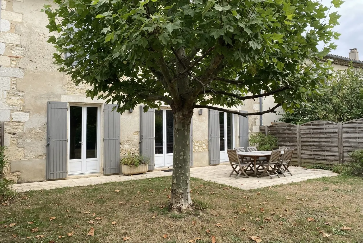 Platane chargé de bois mort avant élagage à Valence